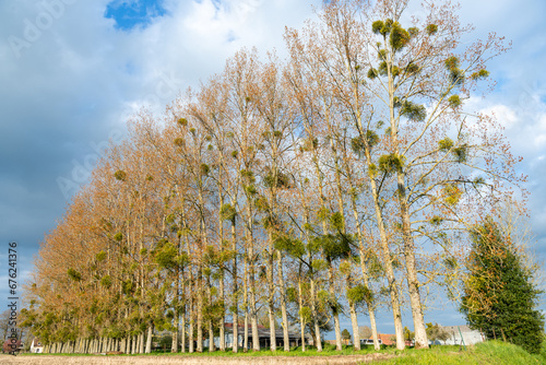 Foto Alignement de peupliers au bord d'un champ