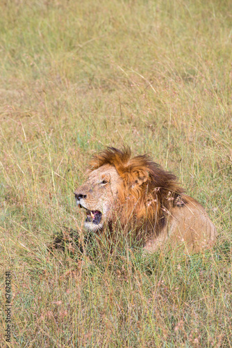 Male lion lying in the grass