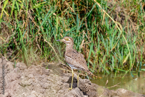Water thick-knee standing in the mud at the water's edge