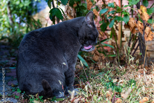 blue American Burmese cat licks his paws with his tongue on a sunny day
