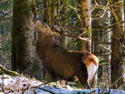 Hirsch im Wald photo