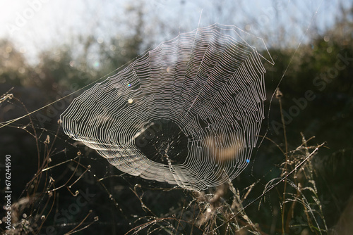 Spider web in the middle of some trees with a spider in the middle in Ibiza, Spain,