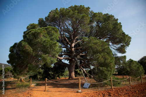 Slika na platnu The Pi Ver d'en Besoró, considered the largest pine on the island of Ibiza and c