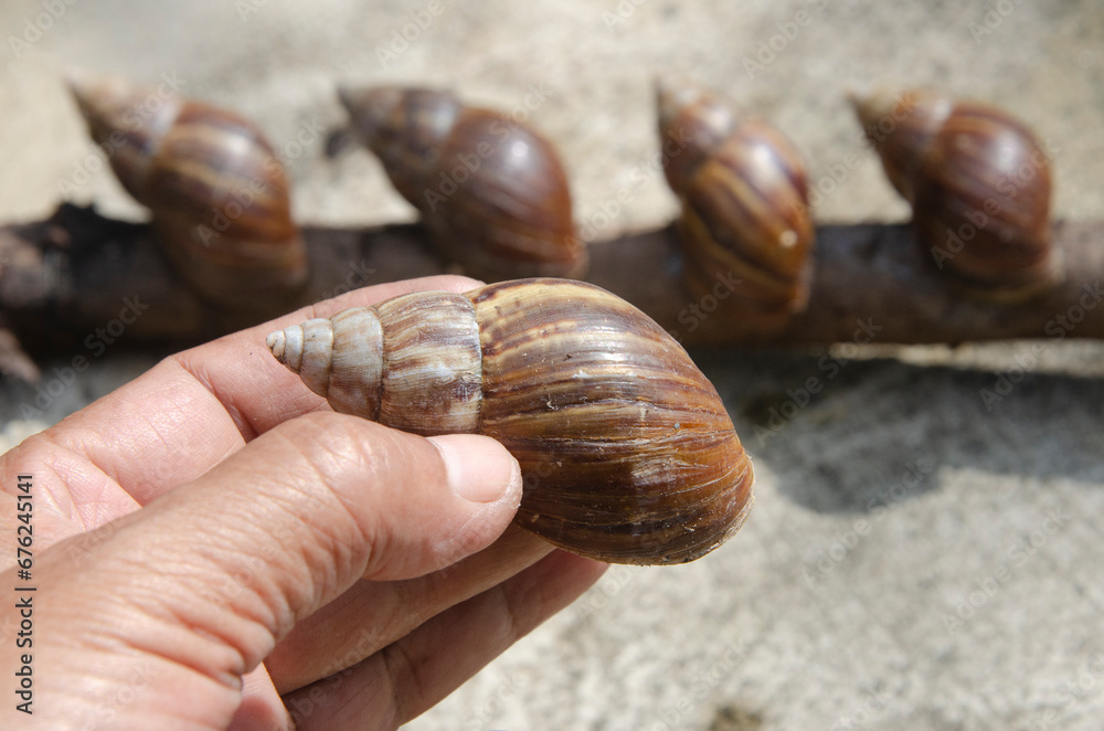 Beautiful calm brown snails is catched in a hand