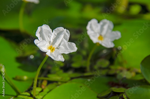 White flowers of little lotus on green leaf background