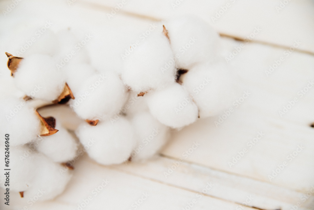 A branch with white cotton flowers on a white wooden background.Mother's Day and Valentine's Day. Space for text. Wedding. Tenderness and purity.