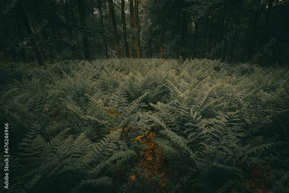 Grüner dunkler Farn Wald