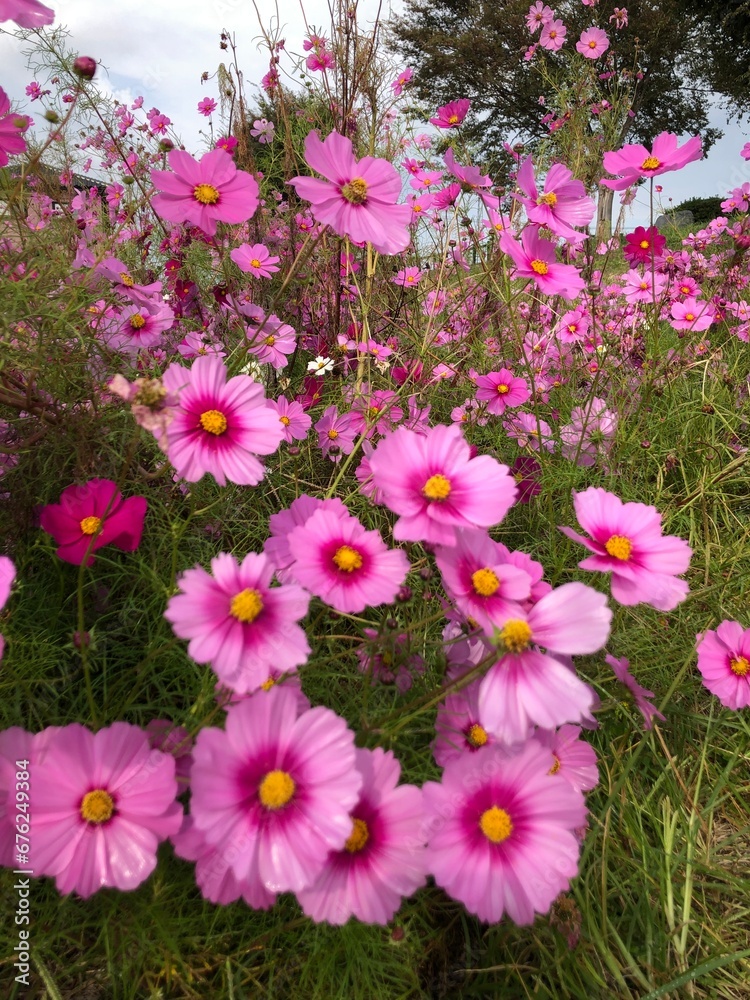 flowers in the garden flowers in the garden