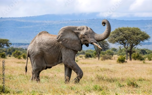 A majestic elephant trumpeting in the wild