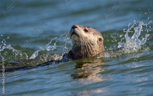 otter diving into the water