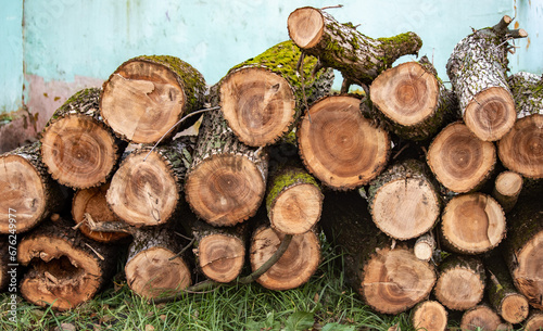 a pile of freshly cut trees