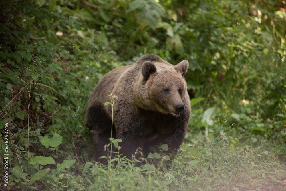 Brown bear in the wilderness, Ursus arctos