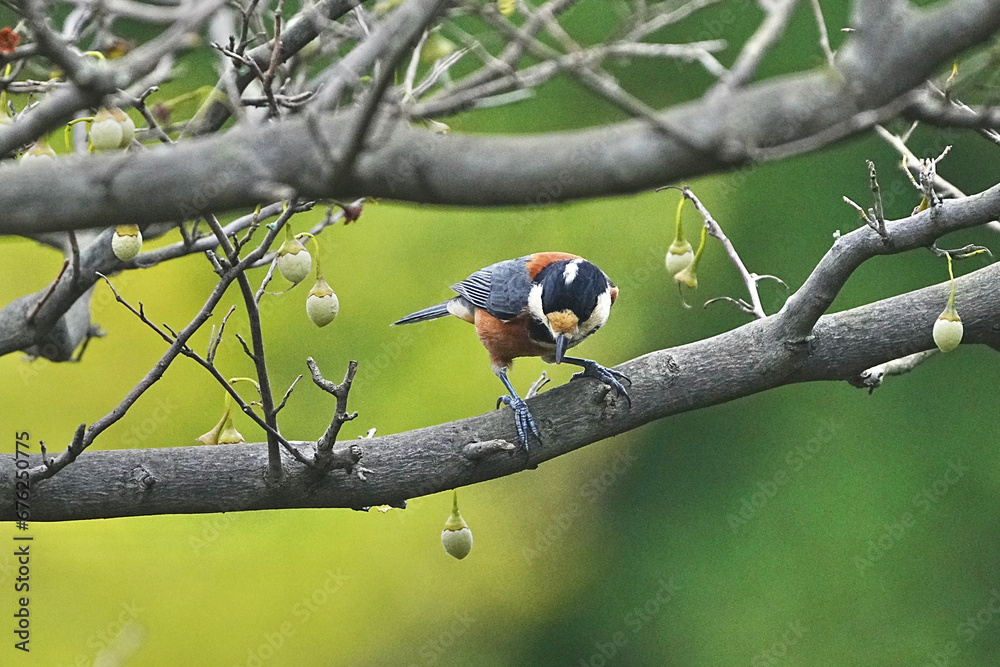 varied tit on a japanese snowball tree varied tit on a japanese snowball tree