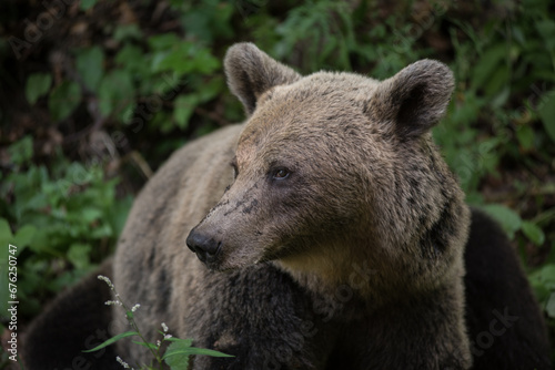Brown bear in the wilderness, Ursus arctos © salajean