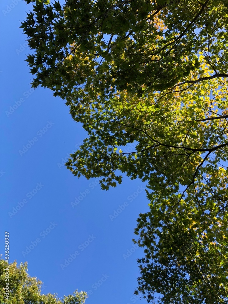 Fototapeta premium 風景