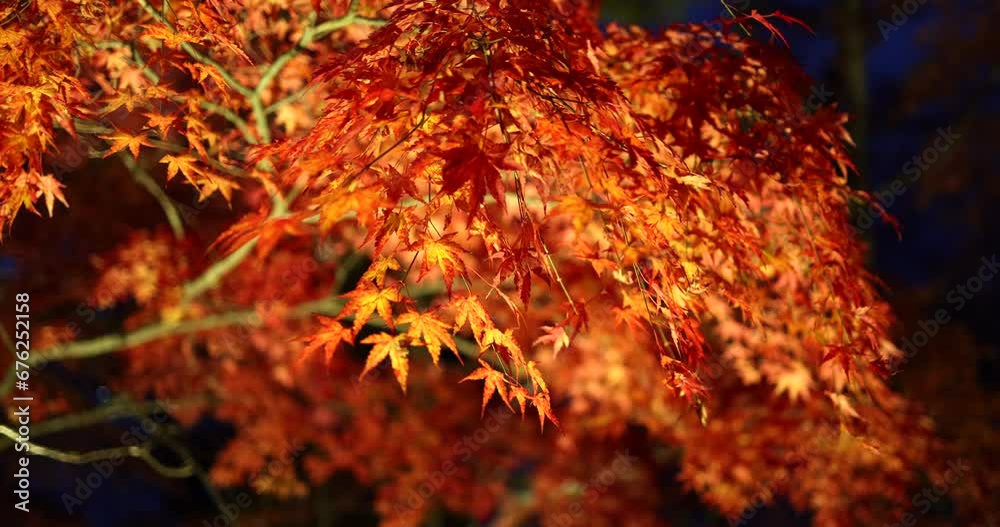 Night view of illuminated maple leaves. Night view of illuminated maple leaves.