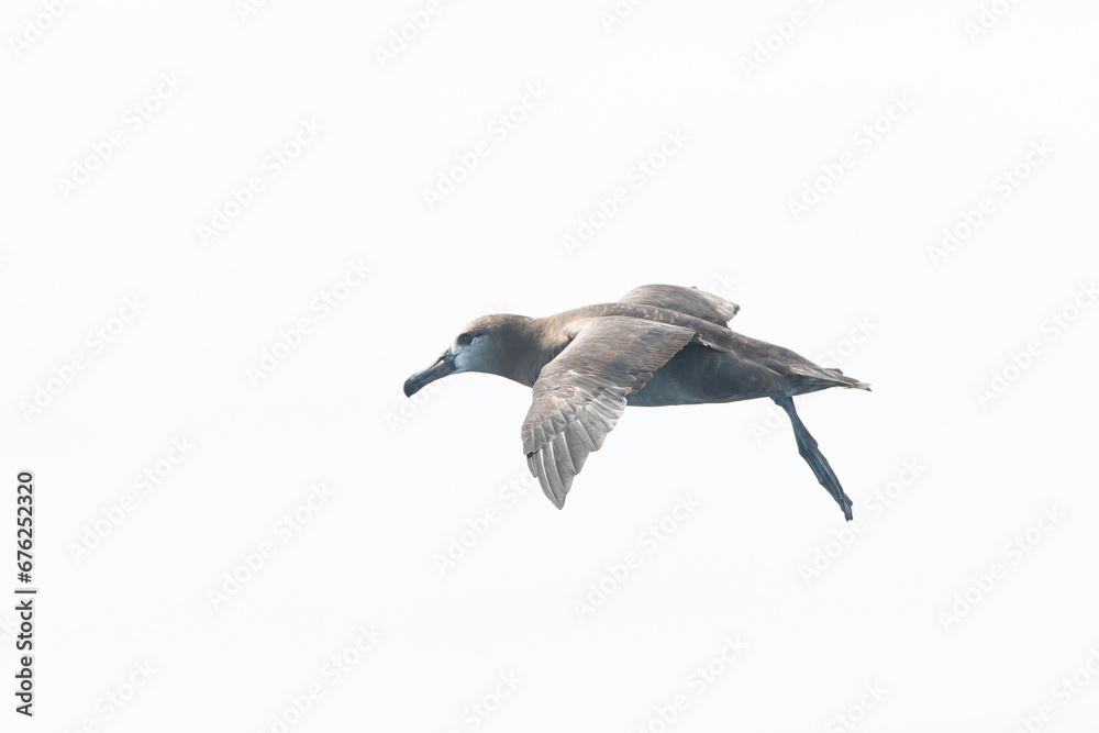 Fototapeta premium Black-footed Albatross, Phoebastria nigripes