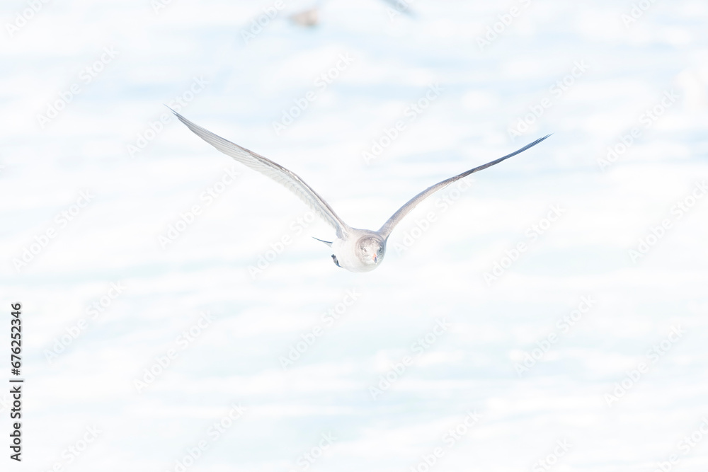 Heermann's Gull, Larus heermanni Heermann's Gull, Larus heermanni