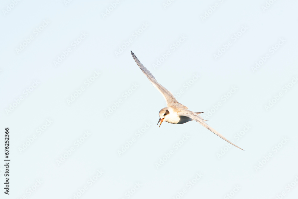 Fototapeta premium Forster's Tern, Sterna forsteri