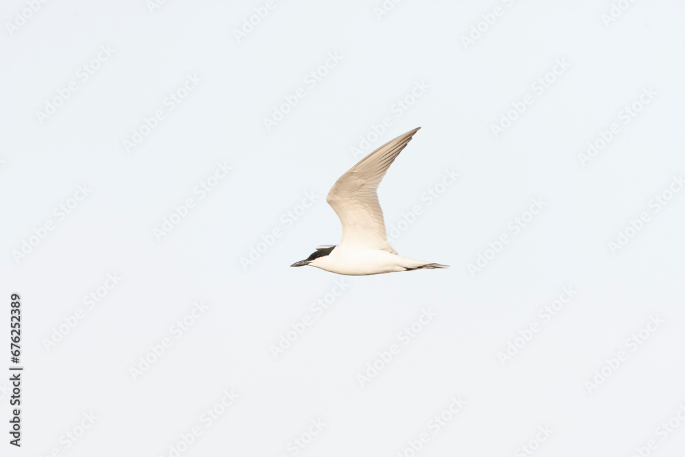 Obraz premium Gull-billed Tern, Gelochelidon nilotica