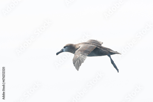 Black-footed Albatross, Phoebastria nigripes photo