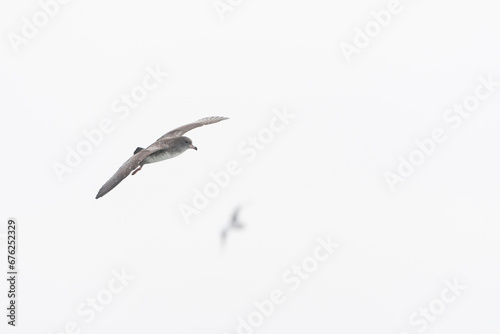 Pink-footed Shearwater, Ardenna creatopus