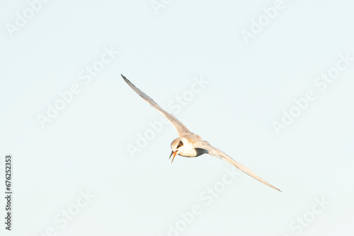 Forster's Tern, Sterna forsteri © Marc