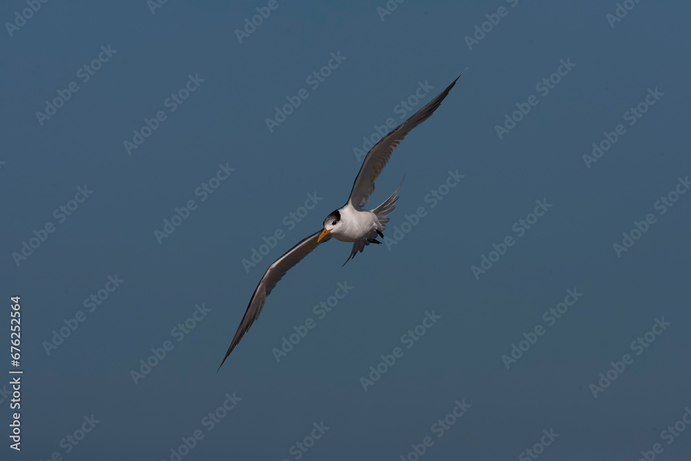 Greater Crested Tern, Thalasseus bergii Greater Crested Tern, Thalasseus bergii