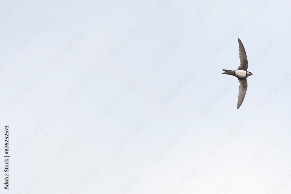 Alpengierzwaluw, Alpine Swift, Apus melba Alpengierzwaluw, Alpine Swift, Apus melba