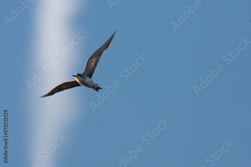 Black Tern  Chlidonias niger