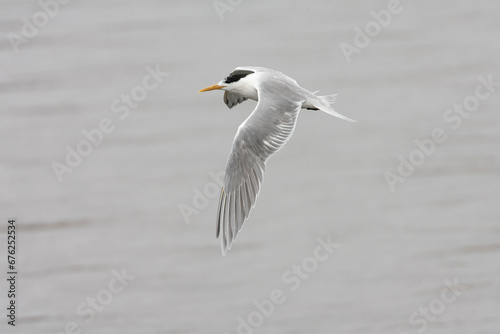Wallpaper Mural Greater Crested Tern, Thalasseus bergii Torontodigital.ca