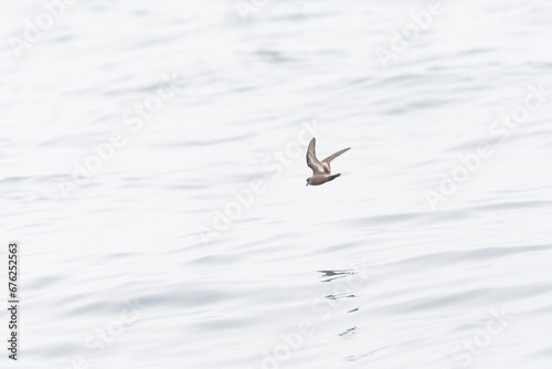 Ashy Storm Petrel, Oceanodroma homochroa © Marc