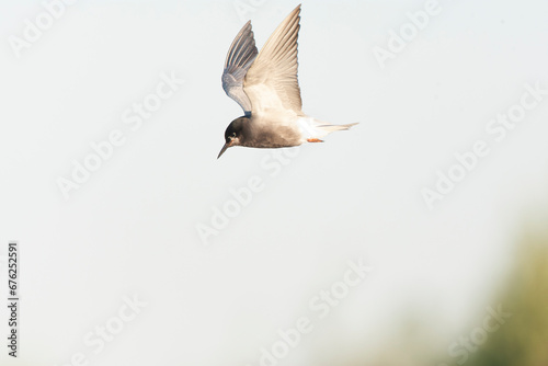 Black Tern  Chlidonias niger