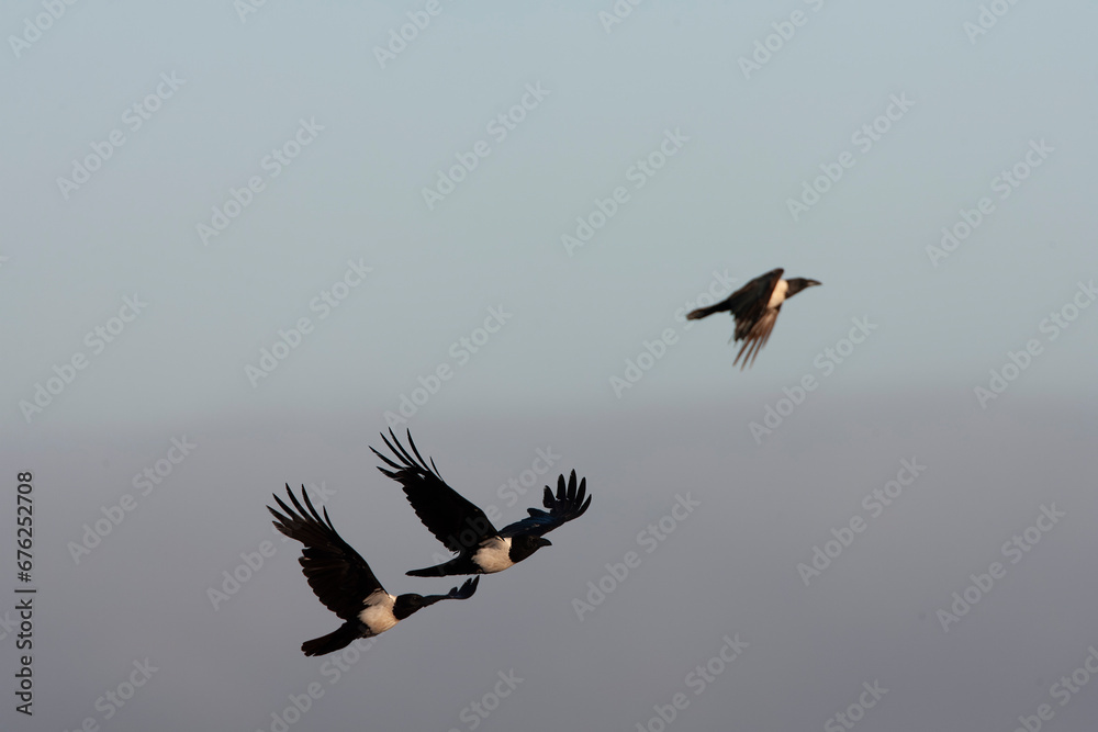 Obraz premium Pied Crow, Corvus albus