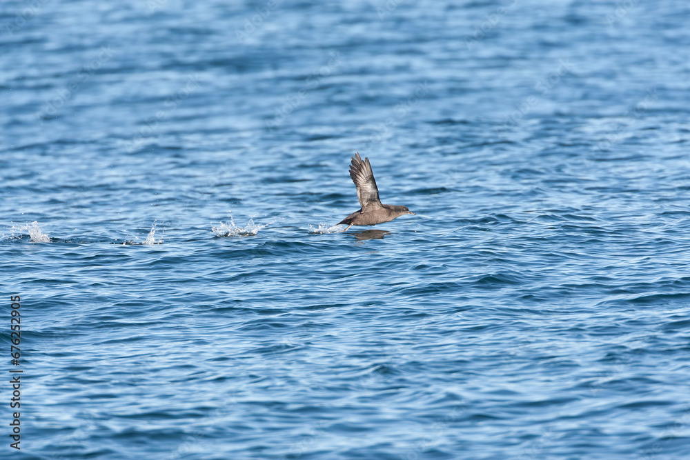 Sooty Shearwater, Ardenna grisea