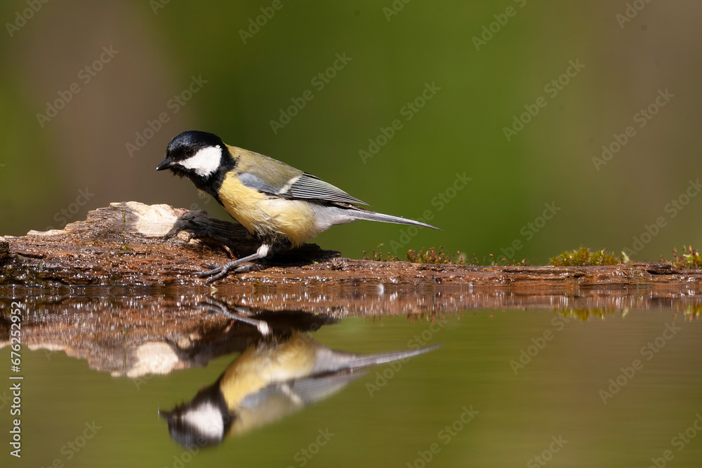 Fototapeta premium Great Tit, Parus major
