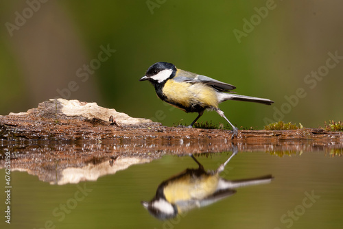 Great Tit, Parus major