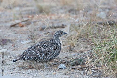 Sooty Grouse, Dendragapus fuliginosus © Marc