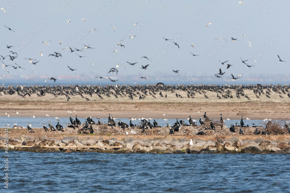 Great Cormorant, Phalacrocorax carbo Great Cormorant, Phalacrocorax carbo