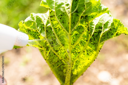 Rhubarb plant infected by many black aphids photo