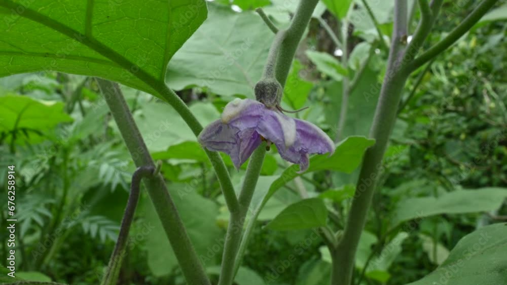 Eggplant flower. Its other names aubergine and brinjal. It is a plant species in the nightshade
