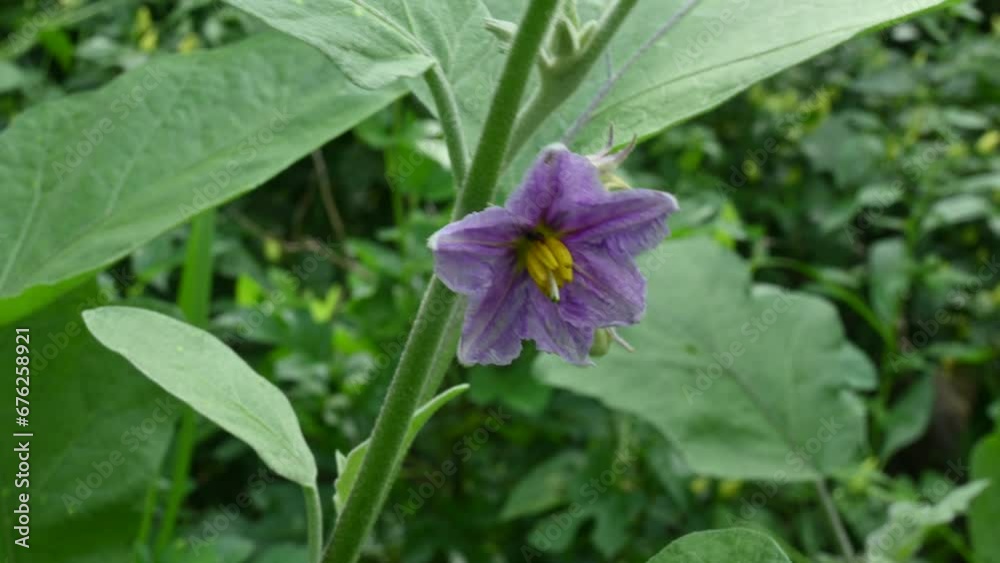 Eggplant flower. Its other names aubergine and brinjal. It is a plant species in the nightshade