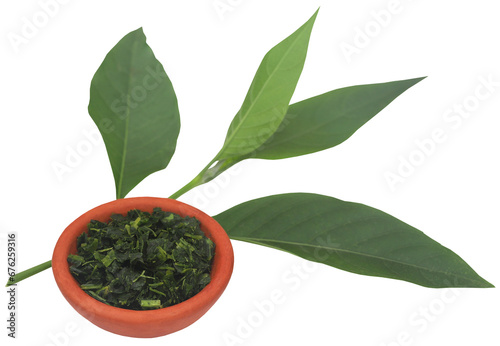 Ayurvedic Vasica leaves photo