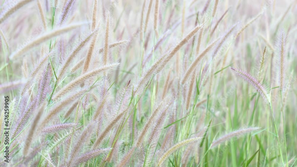 The flowers that grew on the roadside were blown by the wind, White grass flowers sway in the wind, Flowers blown by the wind on the mountain, Closeup shot of Grass flowers in the wind. The flowers that grew on the roadside were blown by the wind, White grass flowers sway in the wind, Flowers blown by the wind on the mountain, Closeup shot of Grass flowers in the wind.