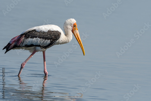 The yellow-billed stork is a large bird species from the stork family. They occur in Africa, south to the Sahara Desert, and in Madagascar. They are a medium sized stork. © mylasa