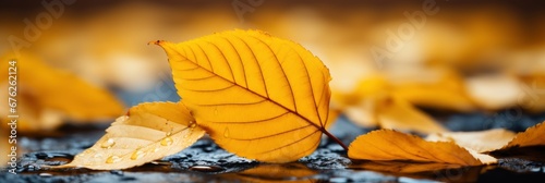 Autumn Yellow Leaf Closeup   Background Image For Website  Background Images   Desktop Wallpaper Hd Images