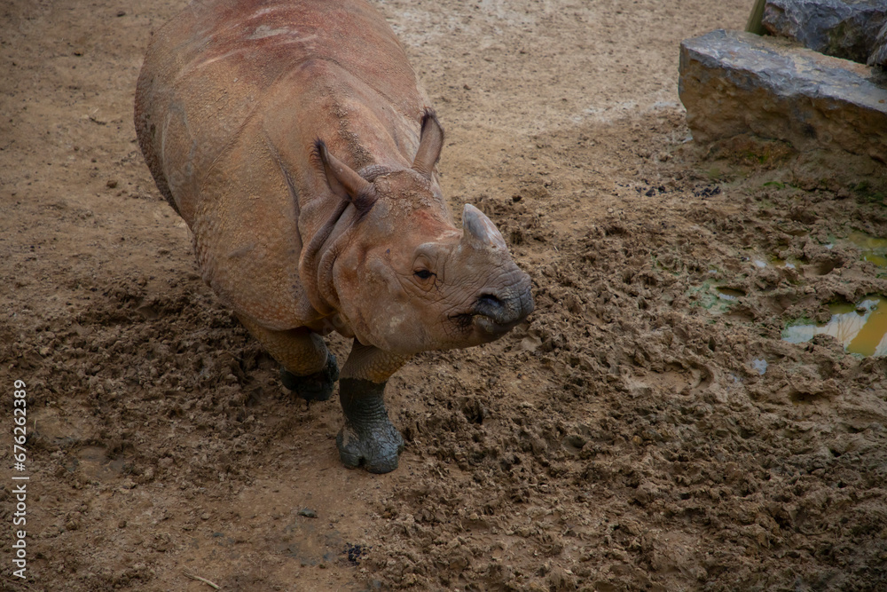 The Indian rhino is the largest rhino species living in Asia. The Indian rhinoceros used to live in a very large area around the Himalayan Mountains. The Indian rhino is the largest rhino species living in Asia. The Indian rhinoceros used to live in a very large area around the Himalayan Mountains.