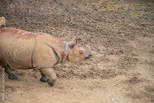 The Indian rhino is the largest rhino species living in Asia. The Indian rhinoceros used to live in a very large area around the Himalayan Mountains. © Samet