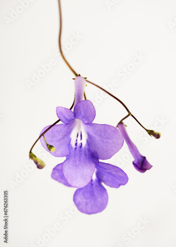 Beautiful false African violet flower hanging isolated collection on white background. (Streptocarpus saxorum) Copy space. photo