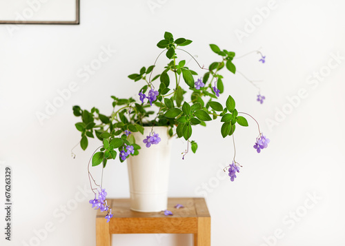 Beautiful hanging plant of false African violet flower in a high white flowerpot in a bright living room. Houseplants for healthy indoor climate and interior design. (Streptocarpus saxorum)  photo